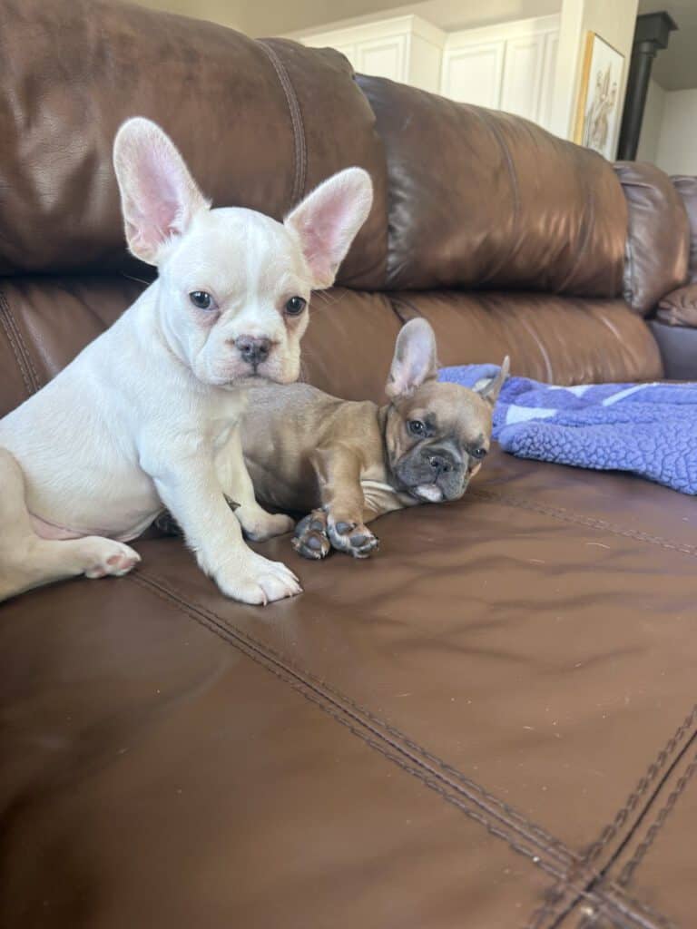 Aaron | Cream French Bulldog Male | Available Now