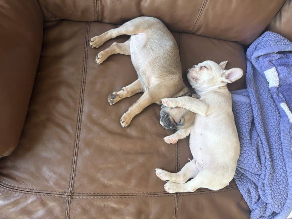 Aaron | Cream French Bulldog Male | Available Now