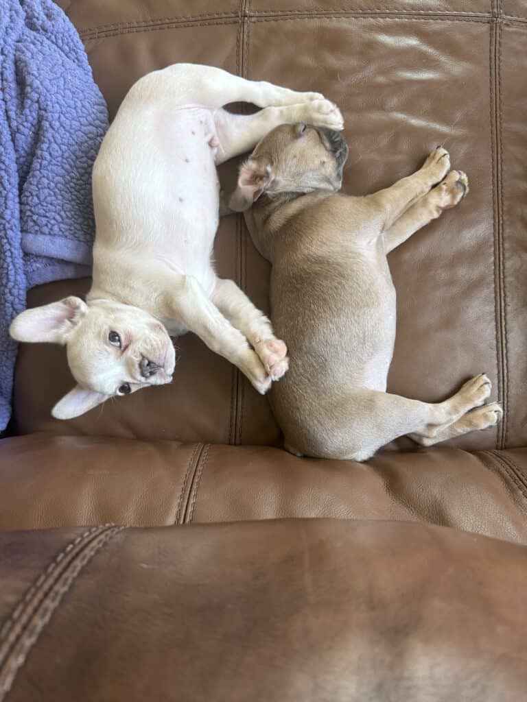 Abby | Sable French Bulldog Female | Available Now