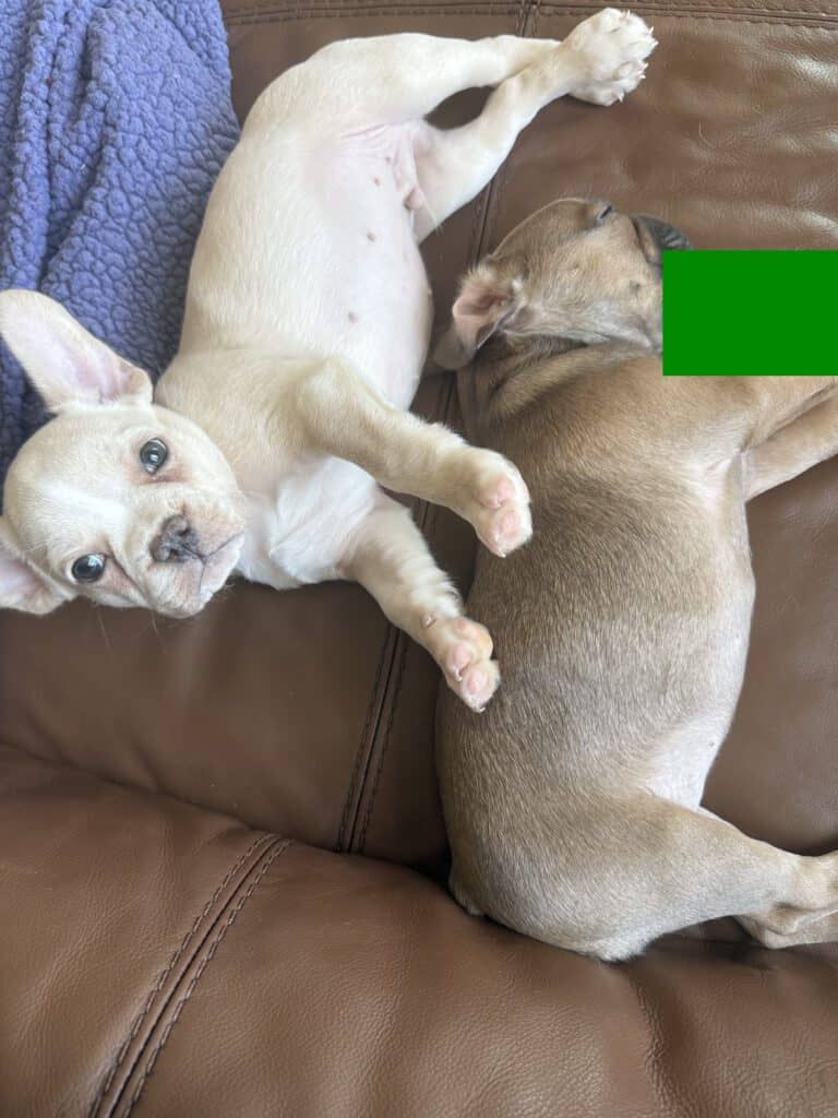 Aaron | Cream French Bulldog Male | Available Now