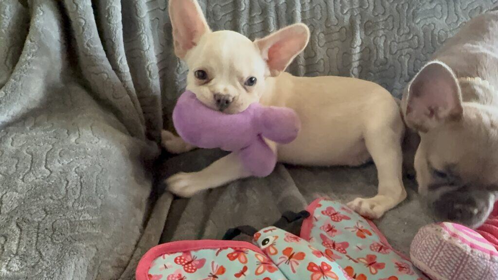 Aaron | Cream French Bulldog Male | Available Now