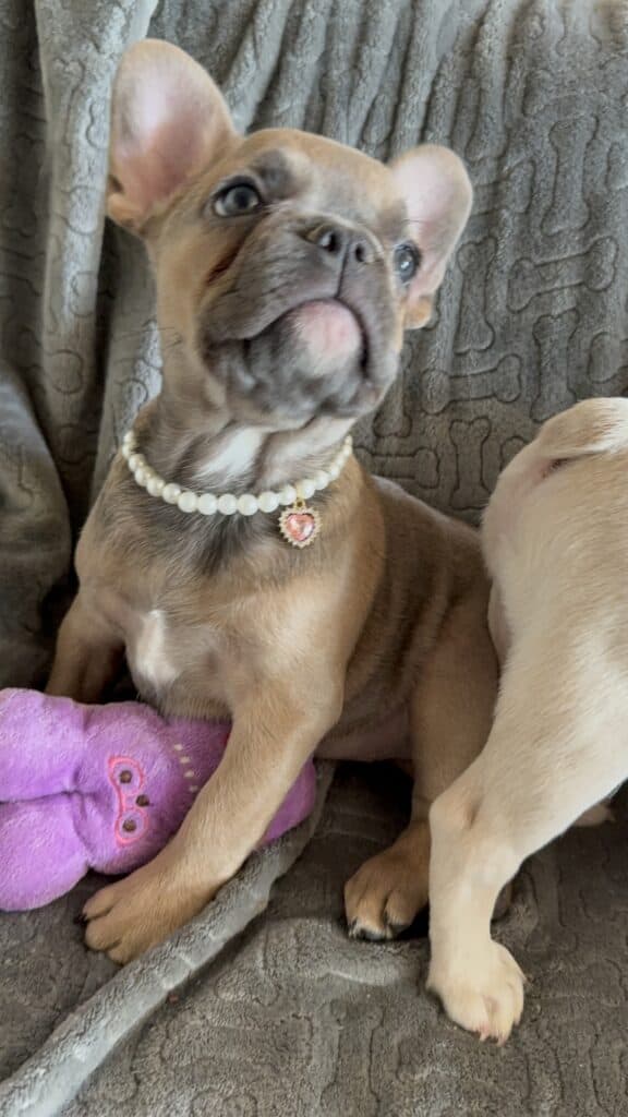 Abby | Sable French Bulldog Female | Available Now