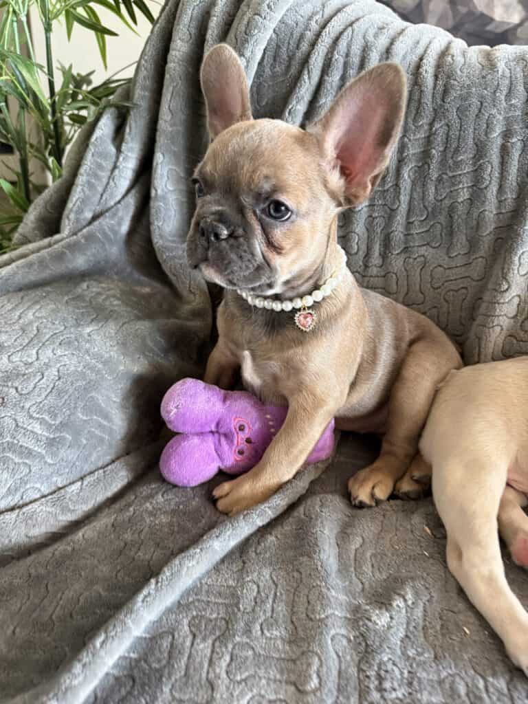 Abby | Sable French Bulldog Female | Available Now