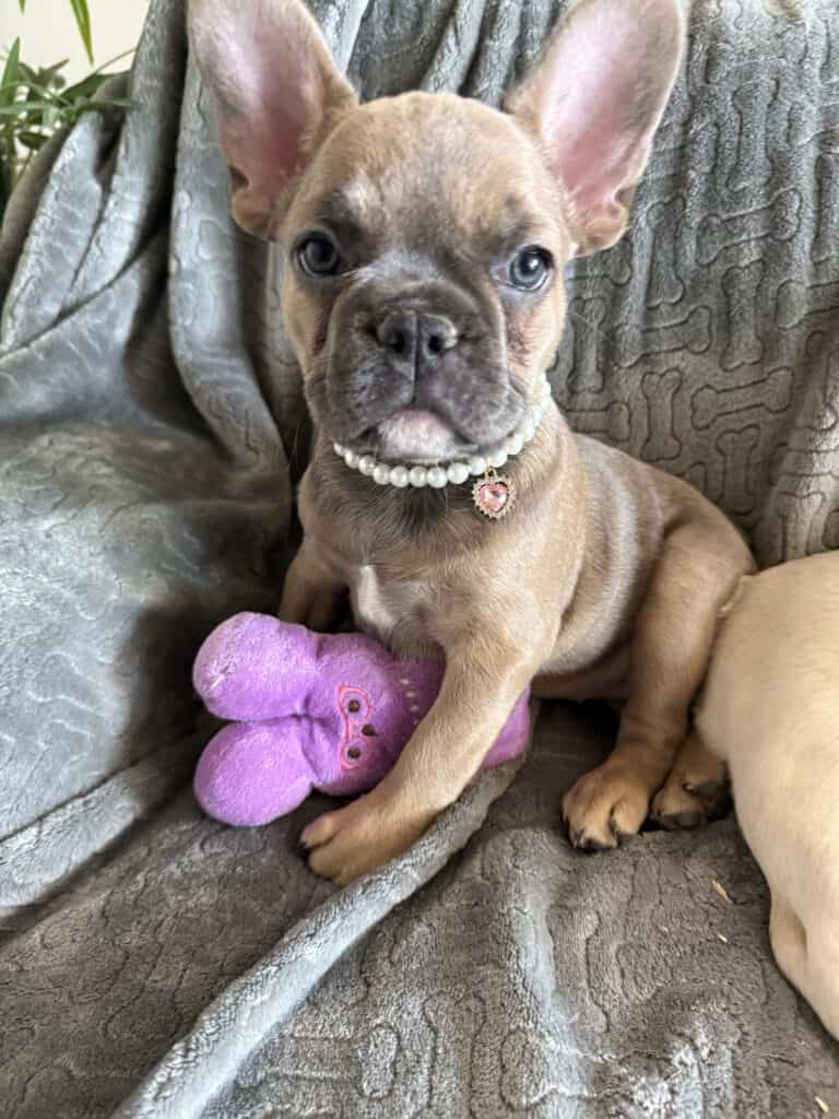 Abby | Sable French Bulldog Female | Available Now