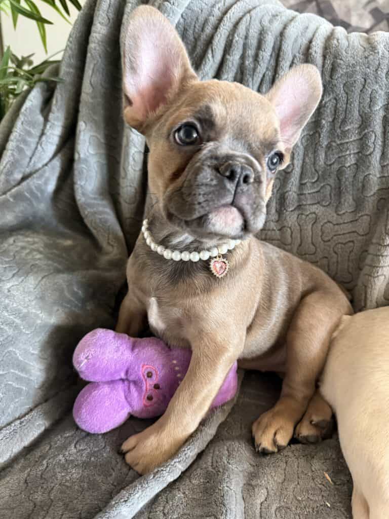 Abby | Sable French Bulldog Female | Available Now