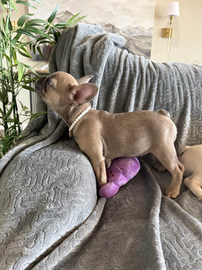 Abby | Sable French Bulldog Female | Available Now