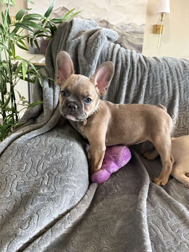 Abby | Sable French Bulldog Female | Available Now