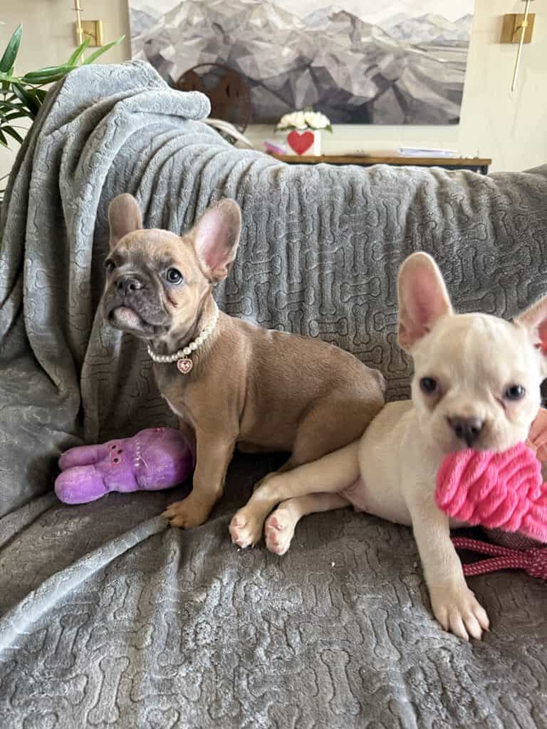 Abby | Sable French Bulldog Female | Available Now