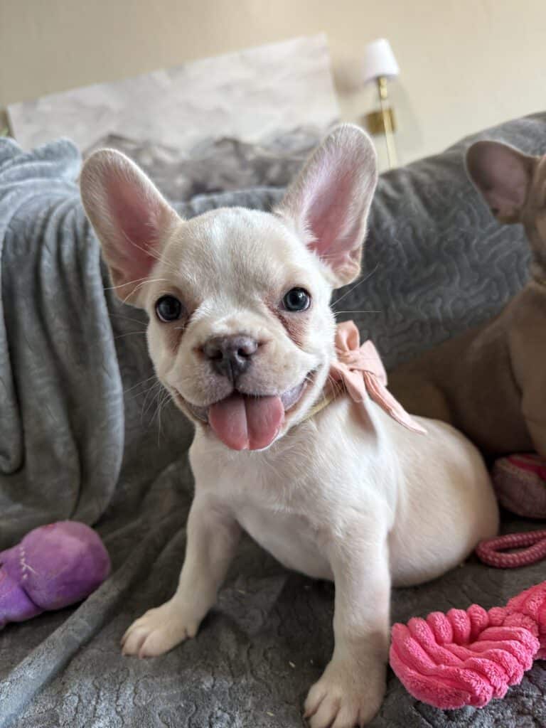 Aaron | Cream French Bulldog Male | Available Now