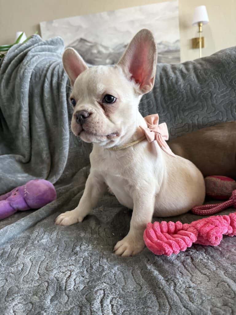 Aaron | Cream French Bulldog Male | Available Now