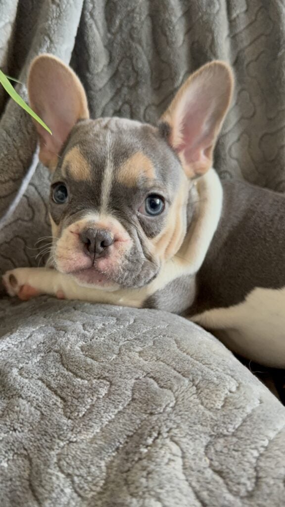 Hailey | Blue Pied Tan French Bulldog Female | Available