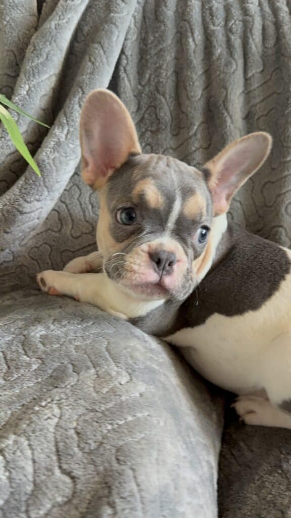 Hailey | Blue Pied Tan French Bulldog Female | Available