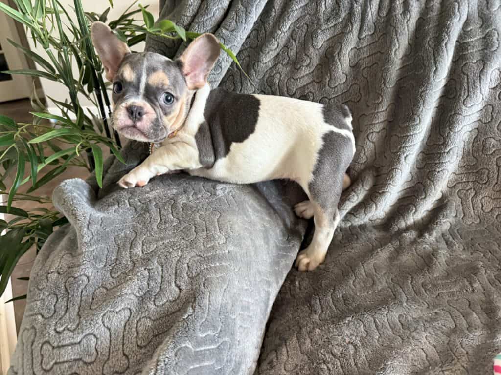 Hailey | Blue Pied Tan French Bulldog Female | Available