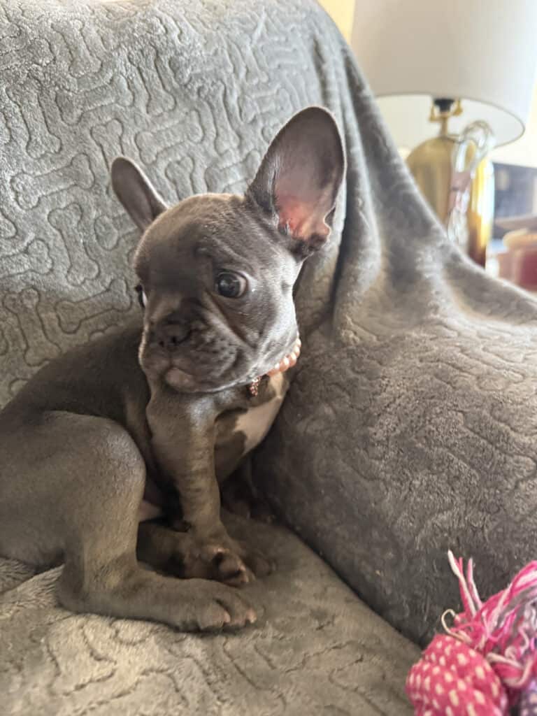 Hattie | Blue French Bulldog Female | Available | The Princess