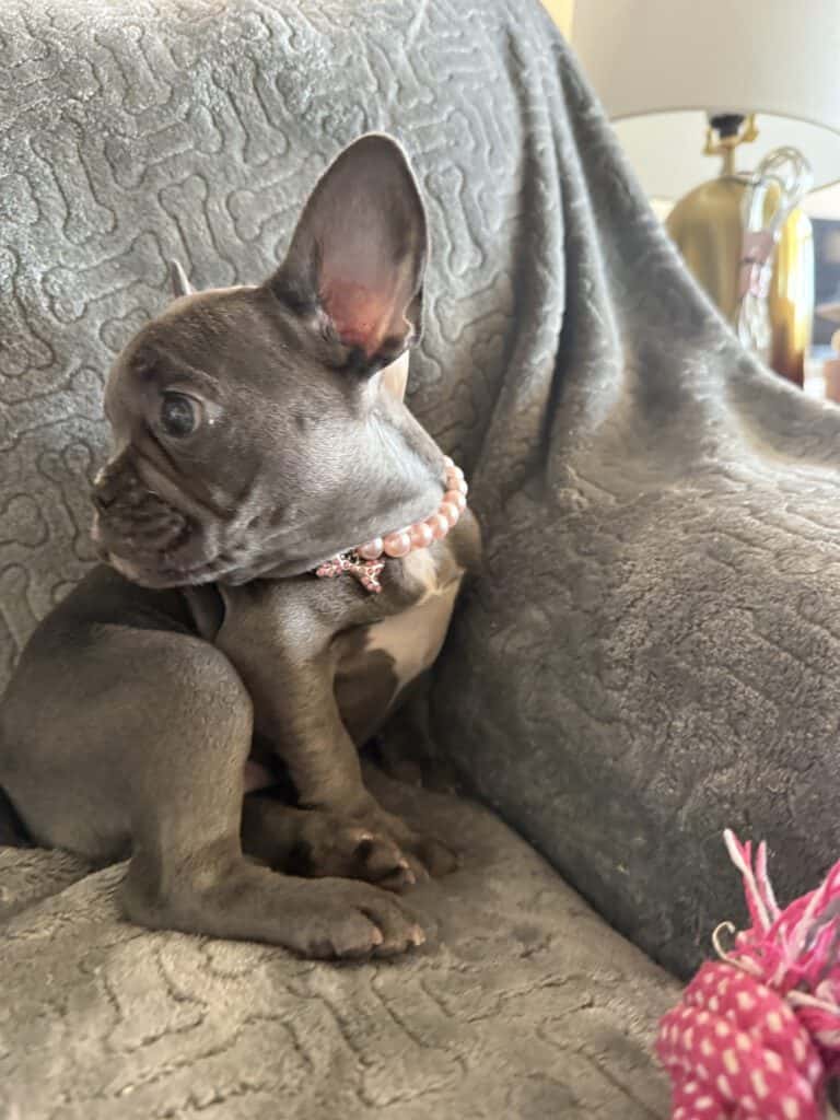 Hattie | Blue French Bulldog Female | Available | The Princess