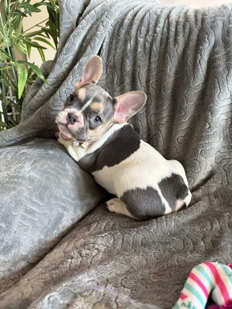 Hailey | Blue Pied Tan French Bulldog Female | Available
