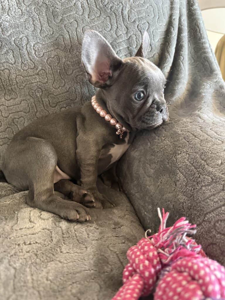 Hattie | Blue French Bulldog Female | Available | The Princess