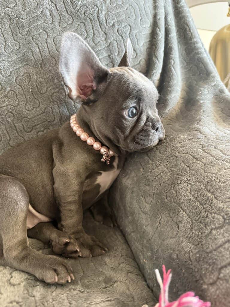 Hattie | Blue French Bulldog Female | Available | The Princess