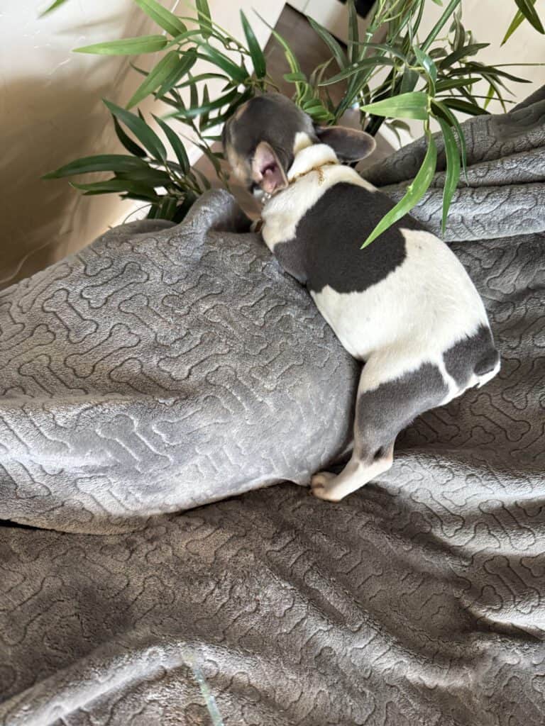 Hailey | Blue Pied Tan French Bulldog Female | Available