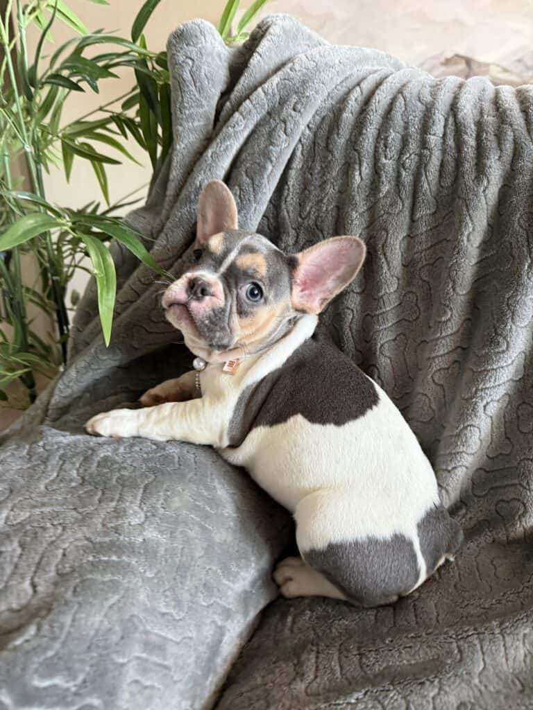 Hailey | Blue Pied Tan French Bulldog Female | Available