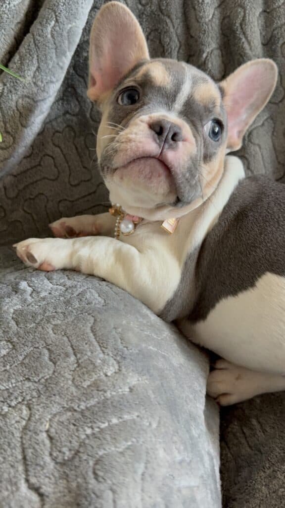 Hailey | Blue Pied Tan French Bulldog Female | Available
