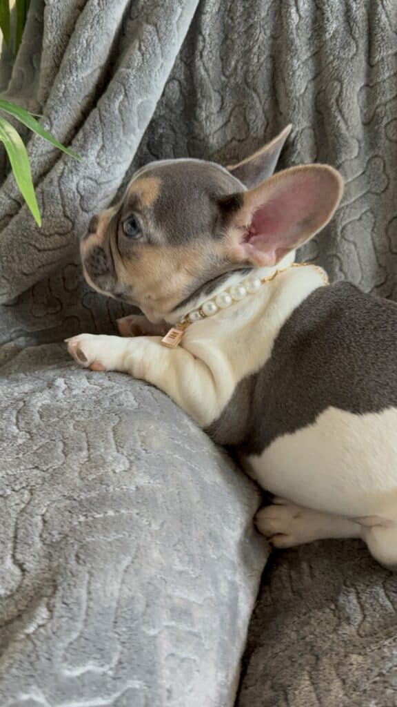 Hailey | Blue Pied Tan French Bulldog Female | Available