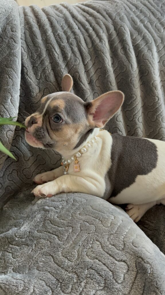 Hailey | Blue Pied Tan French Bulldog Female | Available