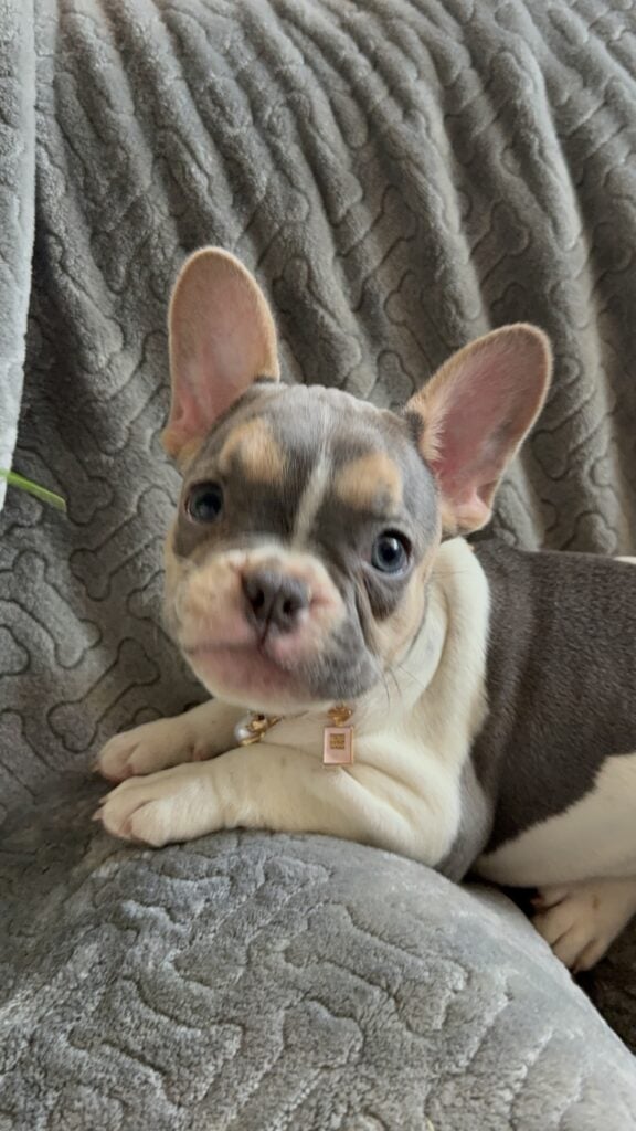 Hailey | Blue Pied Tan French Bulldog Female | Available