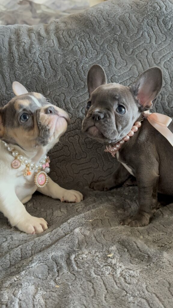 Hailey | Blue Pied Tan French Bulldog Female | Available