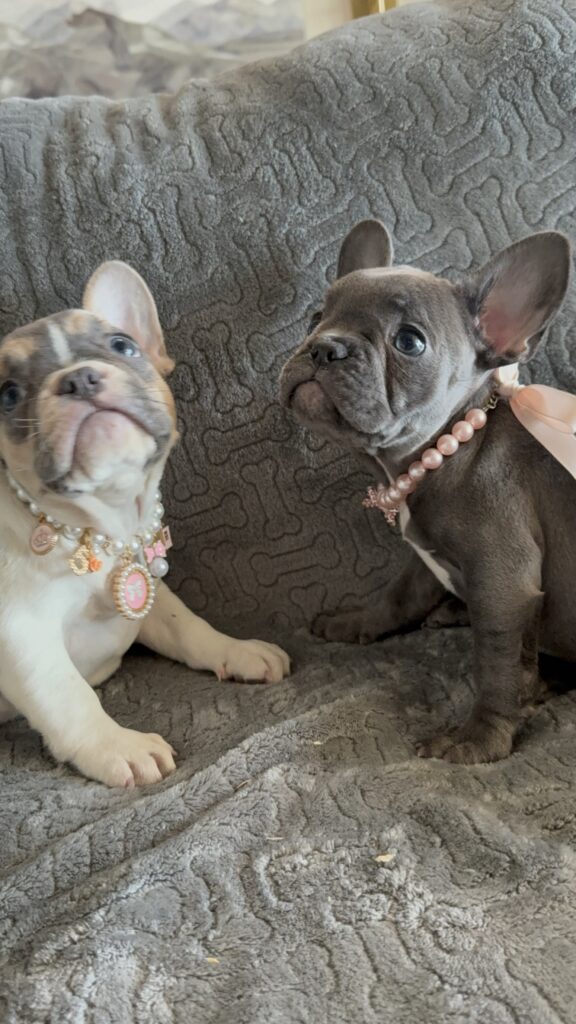 Hattie | Blue French Bulldog Female | Available | The Princess
