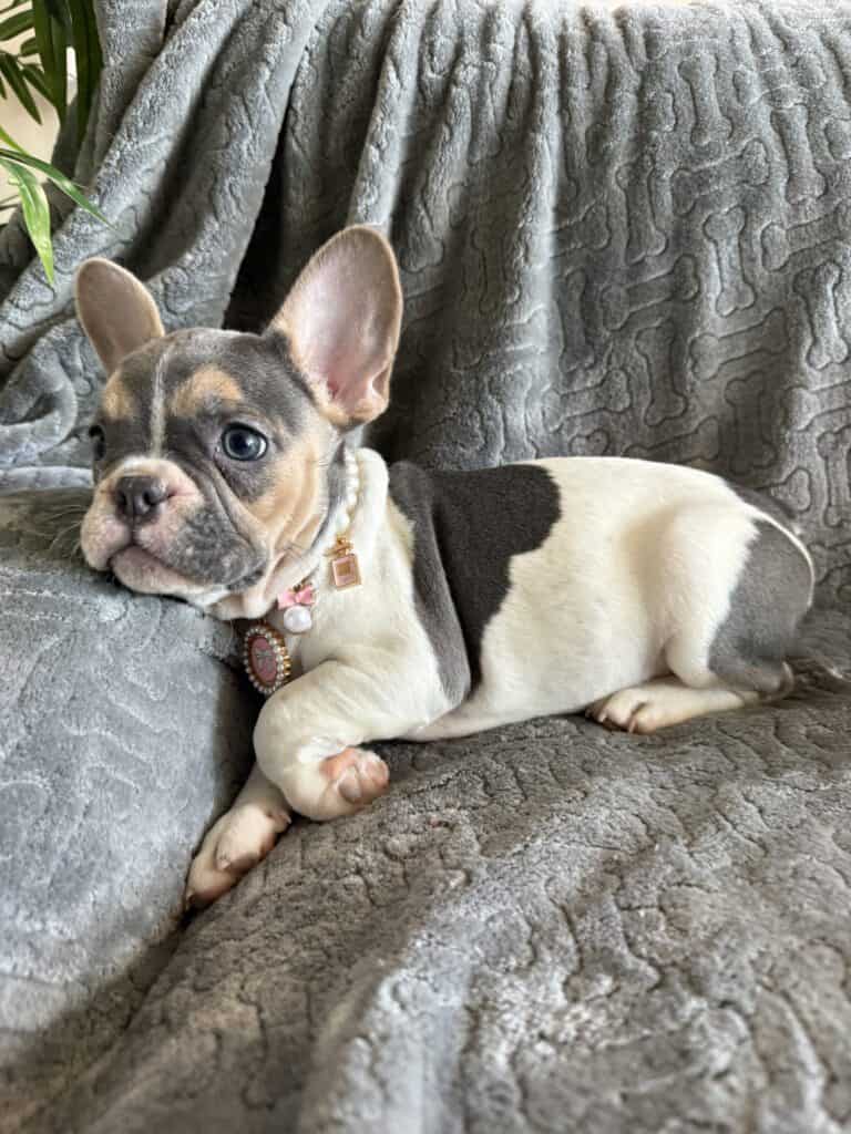 Hailey | Blue Pied Tan French Bulldog Female | Available