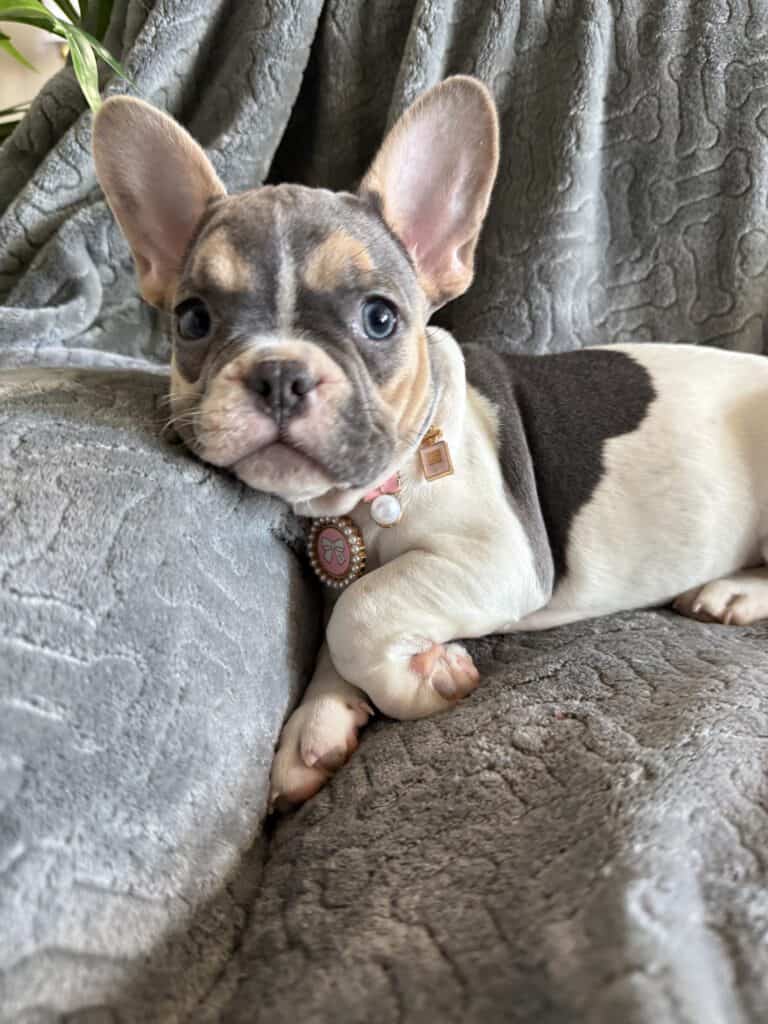 Hailey | Blue Pied Tan French Bulldog Female | Available