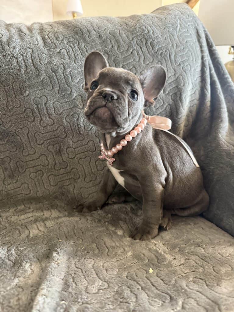 Hattie | Blue French Bulldog Female | Available | The Princess