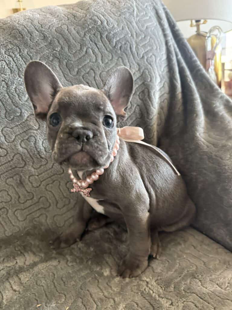 Hattie | Blue French Bulldog Female | Available | The Princess