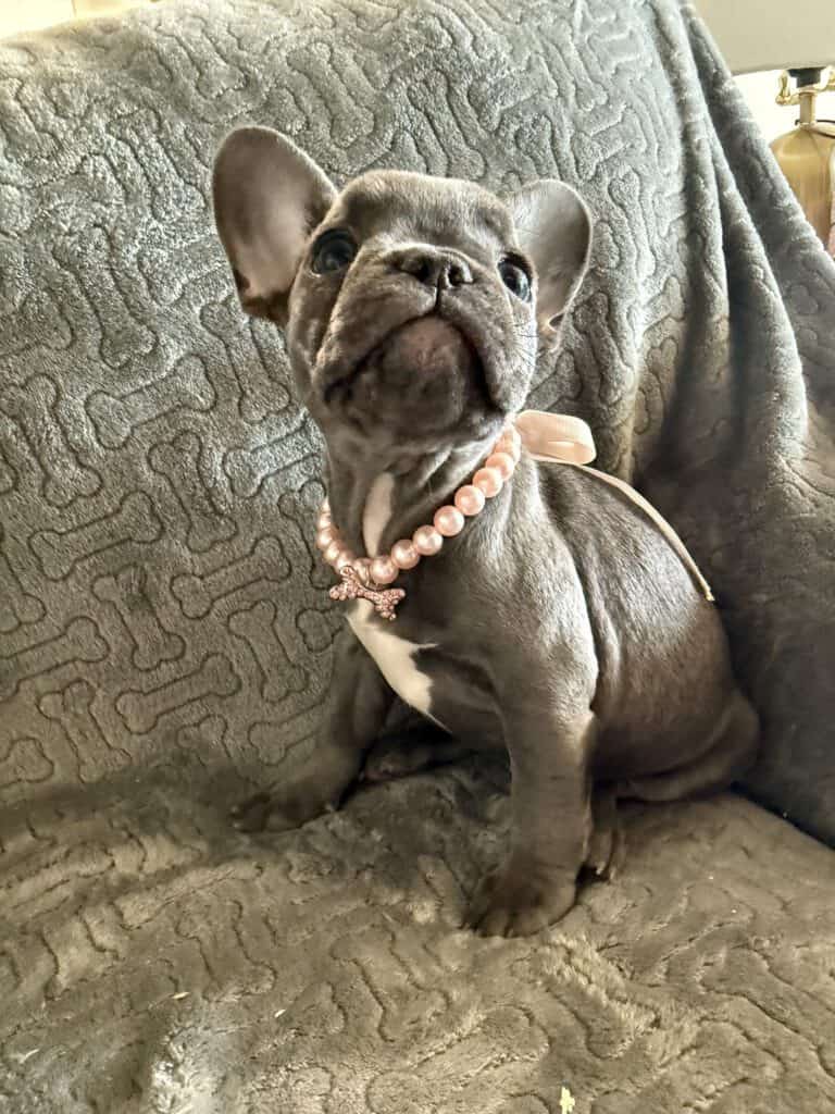 Hattie | Blue French Bulldog Female | Available | The Princess