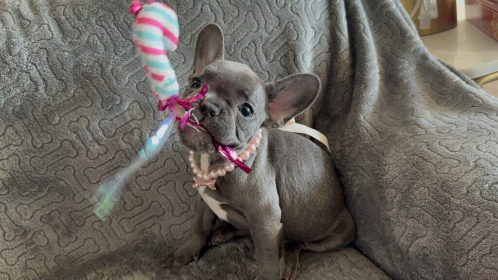 Hattie | Blue French Bulldog Female | Available | The Princess