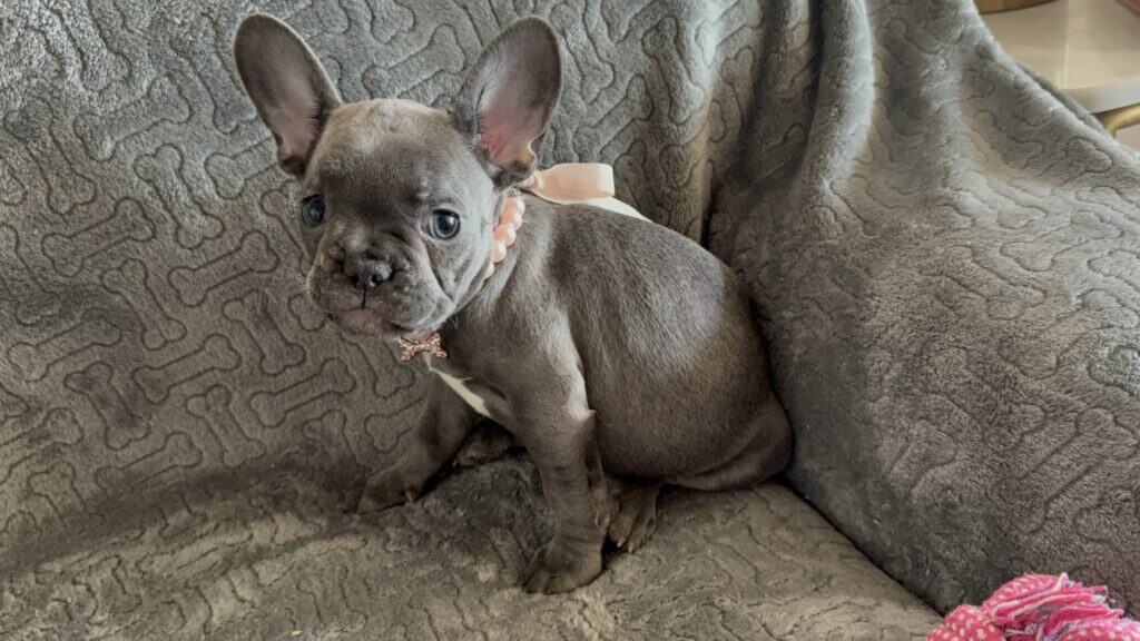 Hattie | Blue French Bulldog Female | Available | The Princess
