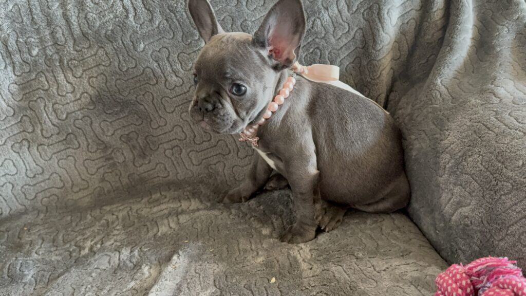 Hattie | Blue French Bulldog Female | Available | The Princess