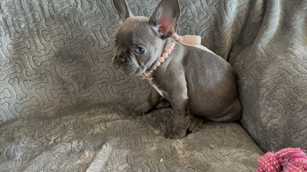 Hattie | Blue French Bulldog Female | Available | The Princess