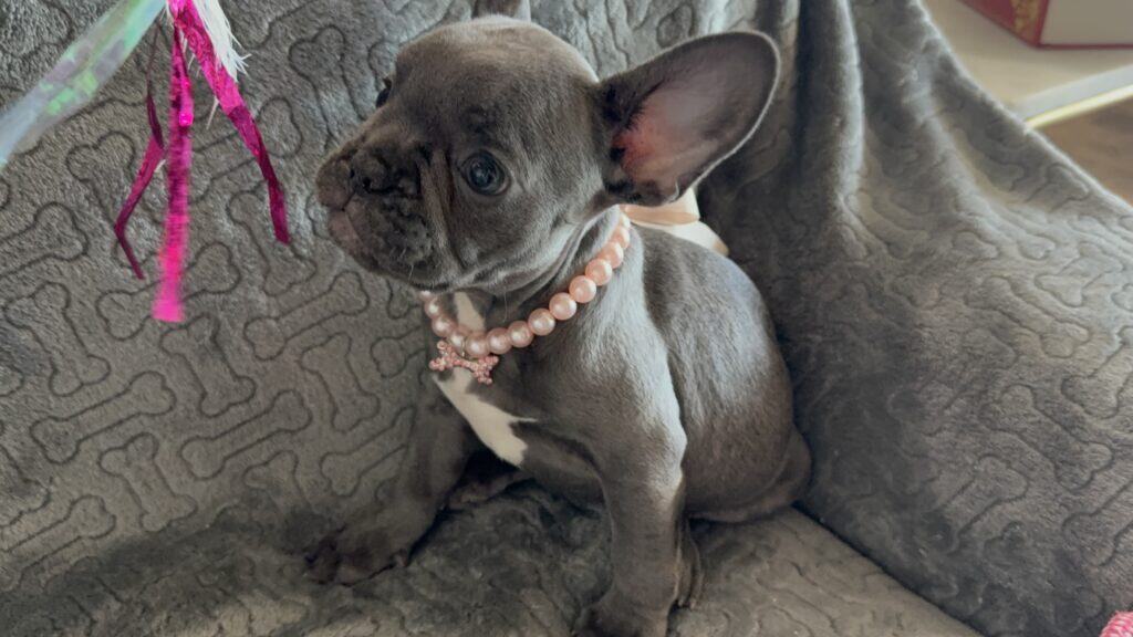 Hattie | Blue French Bulldog Female | Available | The Princess