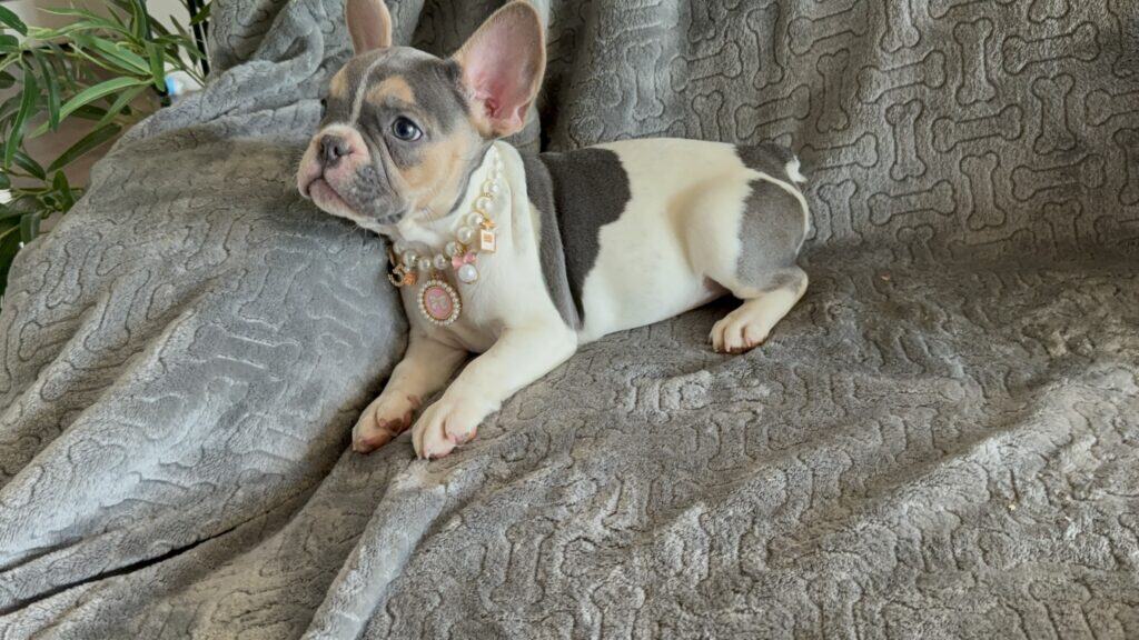 Hailey | Blue Pied Tan French Bulldog Female | Available