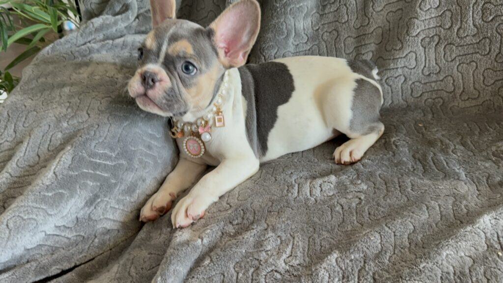 Hailey | Blue Pied Tan French Bulldog Female | Available