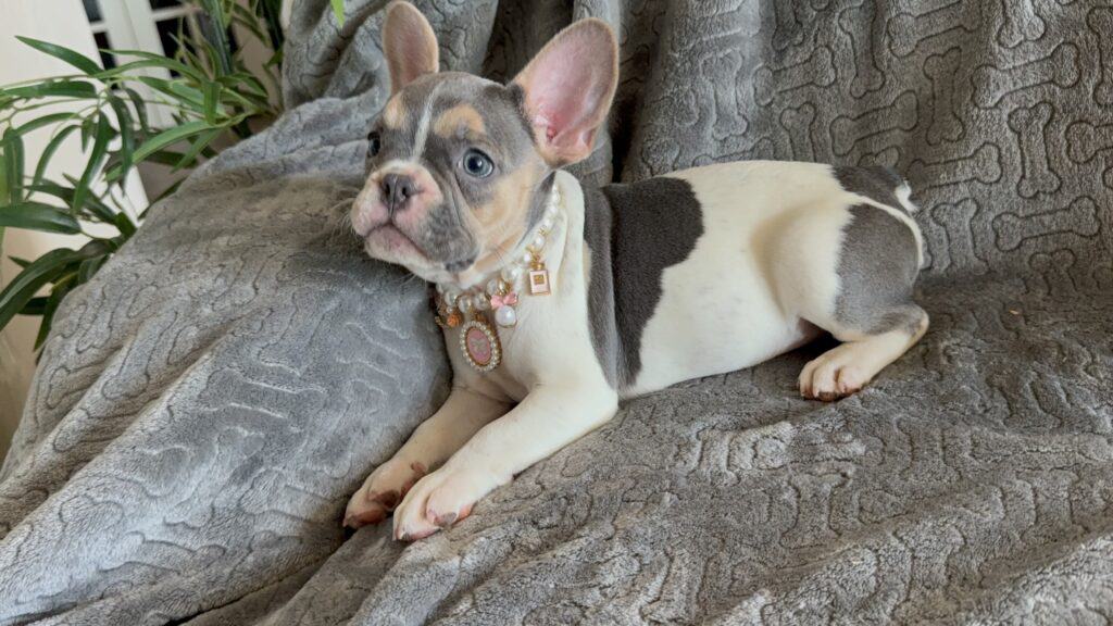 Hailey | Blue Pied Tan French Bulldog Female | Available