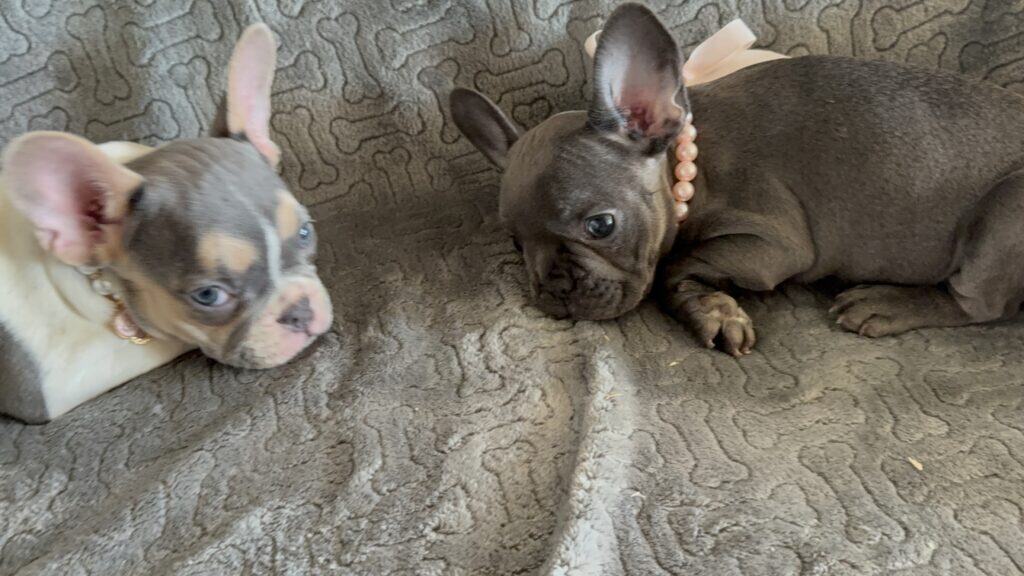 Hattie | Blue French Bulldog Female | Available | The Princess