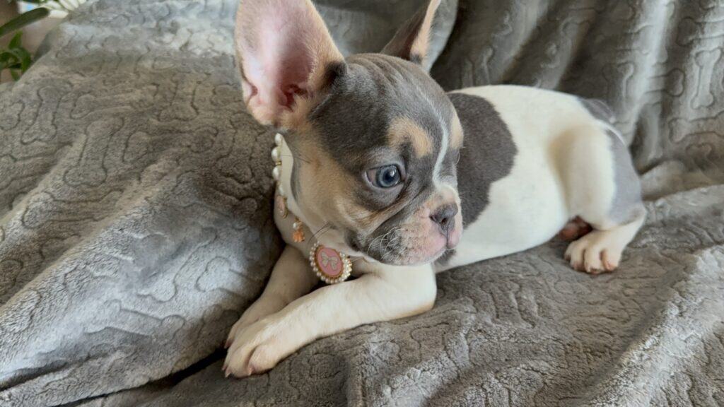 Hailey | Blue Pied Tan French Bulldog Female | Available