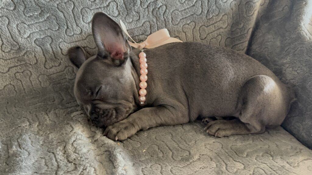Hattie | Blue French Bulldog Female | Available | The Princess