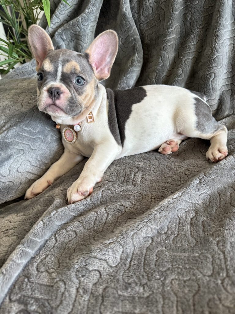 Hailey | Blue Pied Tan French Bulldog Female | Available