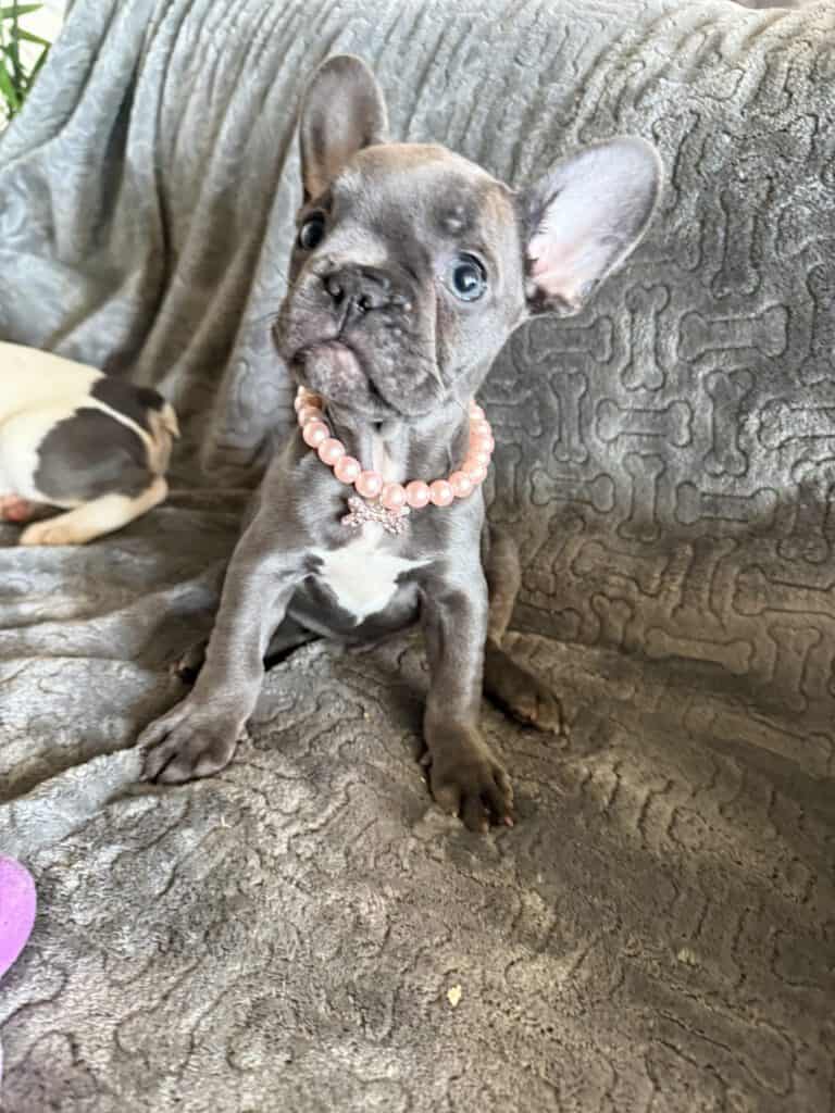 Hattie | Blue French Bulldog Female | Available | The Princess