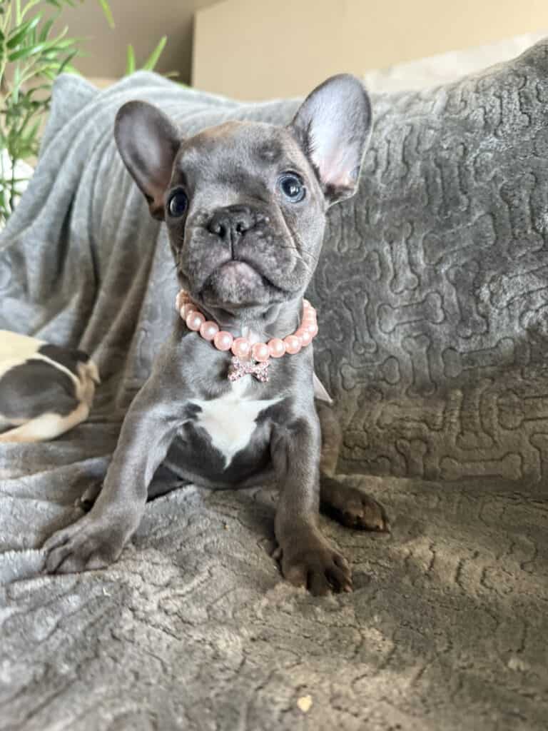 Hattie | Blue French Bulldog Female | Available | The Princess