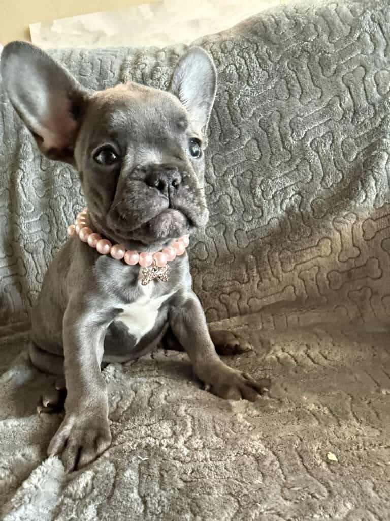 Hattie | Blue French Bulldog Female | Available | The Princess